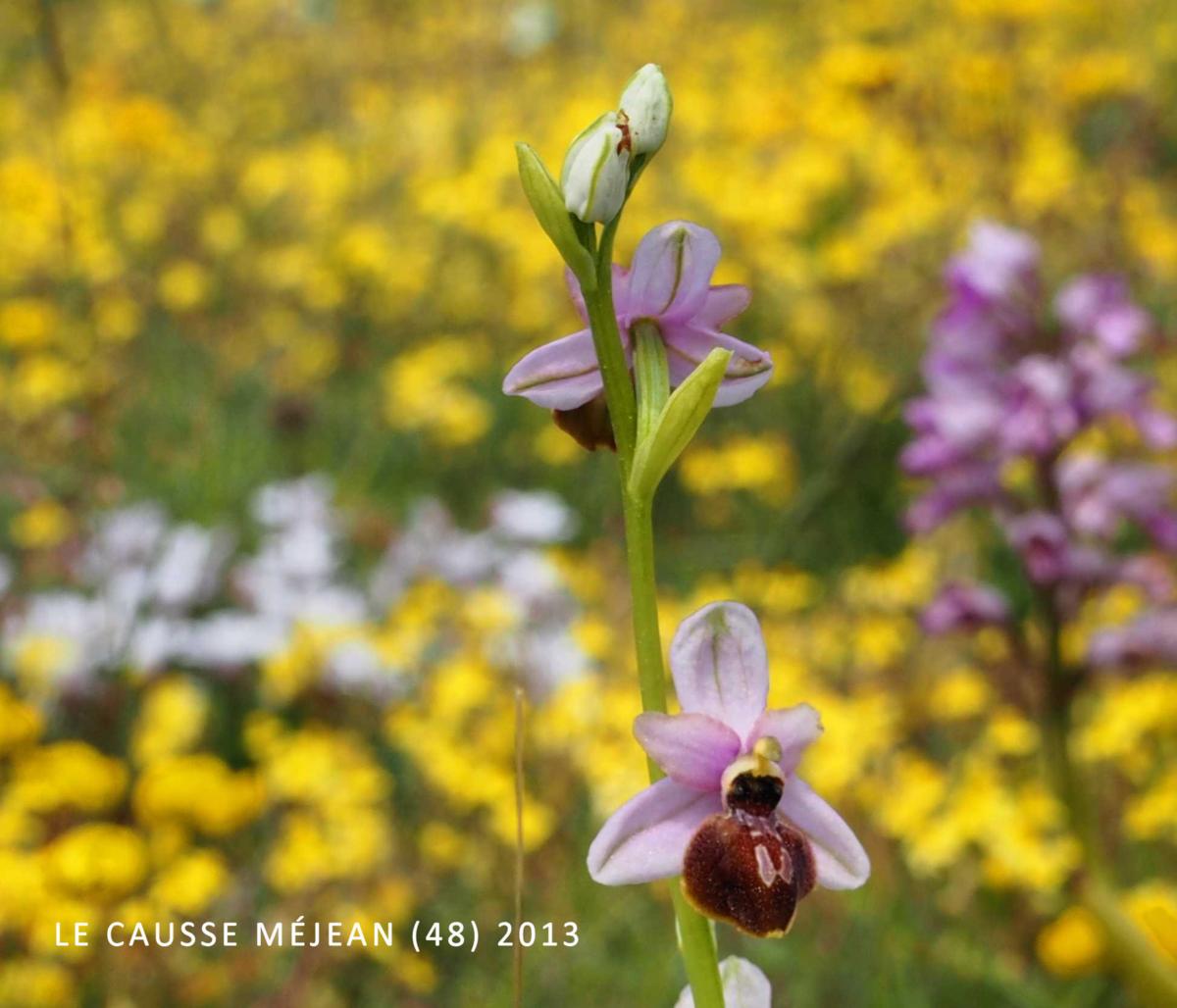 Ophrys of Aveyron flower